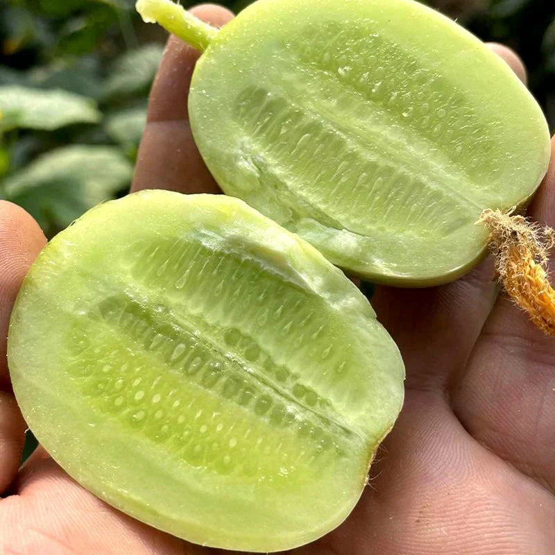 Golden Lady Cucumber Seeds