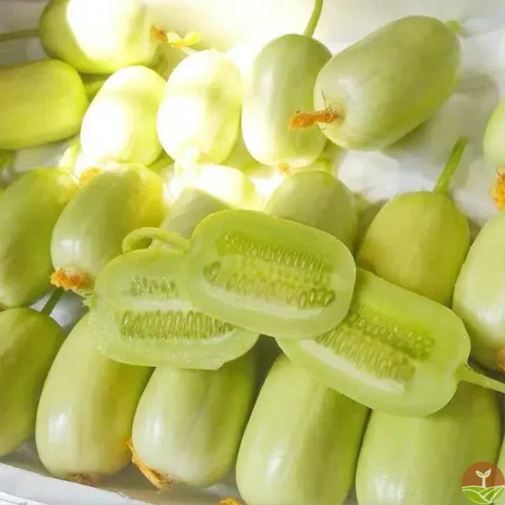 Golden Lady Cucumber Seeds