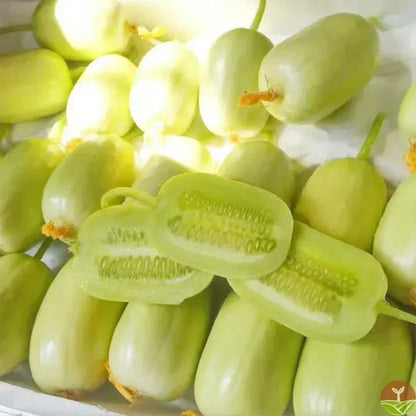 Golden Lady Cucumber Seeds